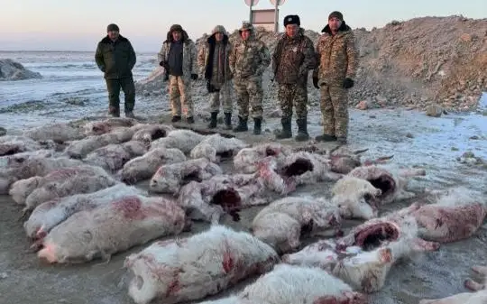 Более 30 туш сайгаков изъяли у браконьеров в Кызылординской области