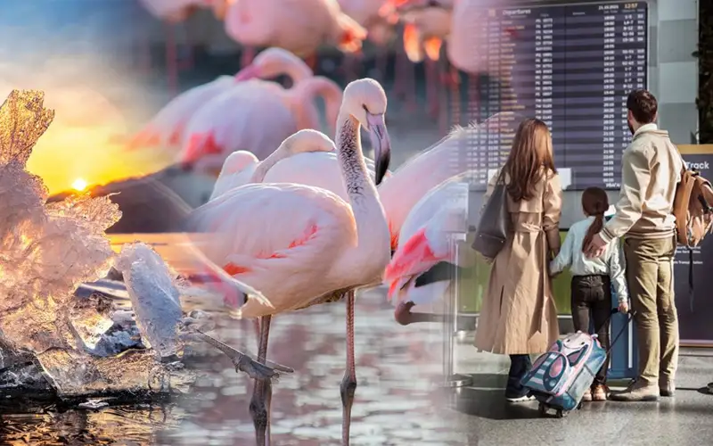 Неэффективное переселение, грядущие паводки и фламинго – как прошла неделя в РК