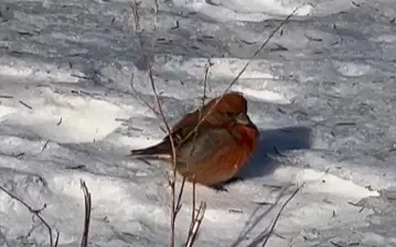 «Сибирских попугаев» заметили в Павлодарской области