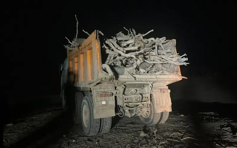 саксаул
