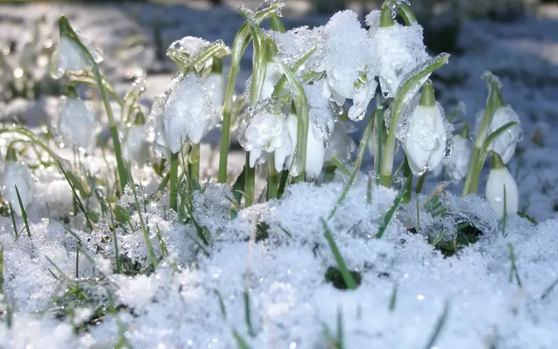 подснежники, весна