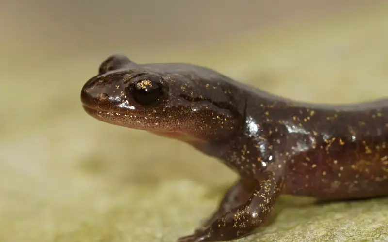 Саламандра