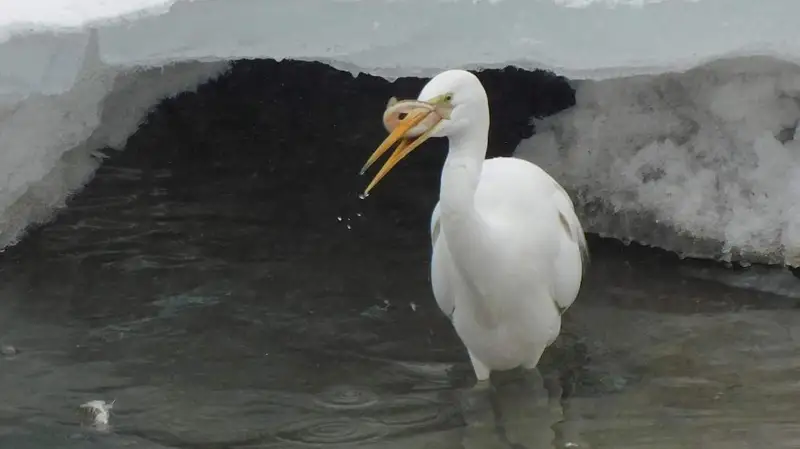 Белая цапля и рыба-эндемик — в озеро Сайран возвращается местная фауна
