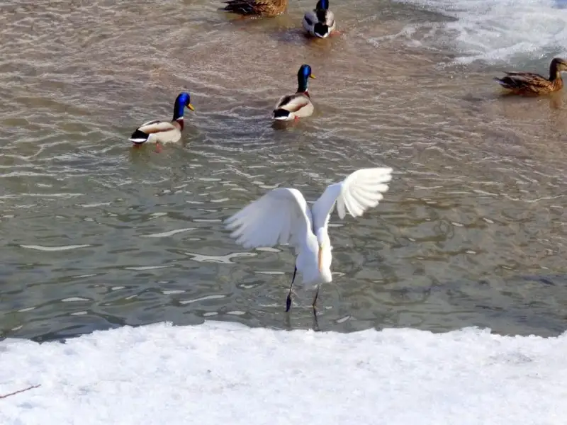 Белая цапля 