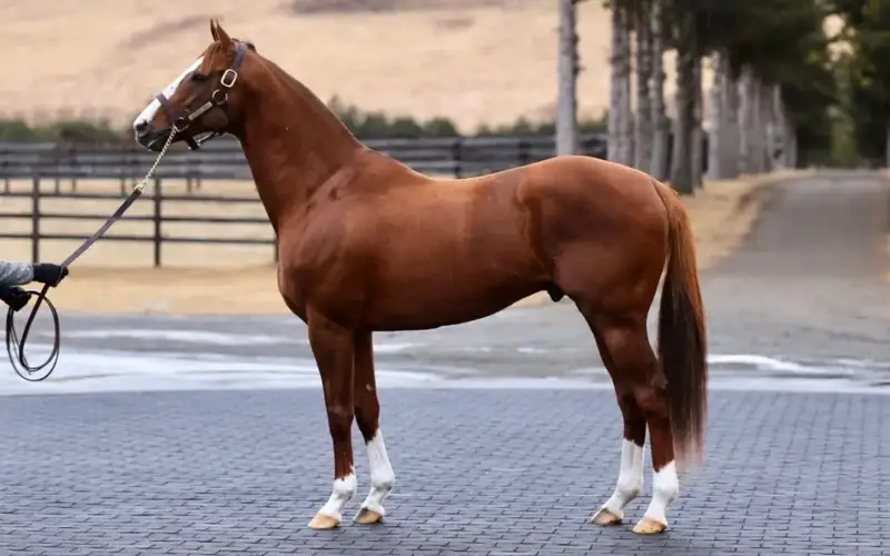 horse