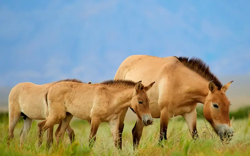  Пржеваль жылқысы