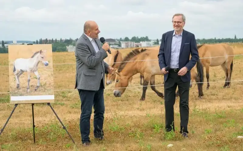 Программа по увеличению популяции лошади Пржевальского начнется в июне в Казахстане
