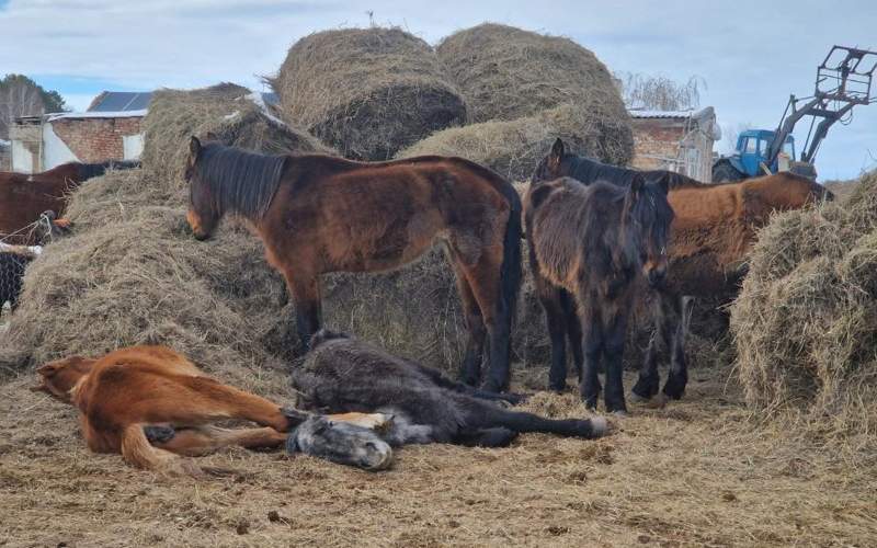 Падеж лошадей в Акмолинской области:  представители МСХ&nbsp;выехали с проверкой