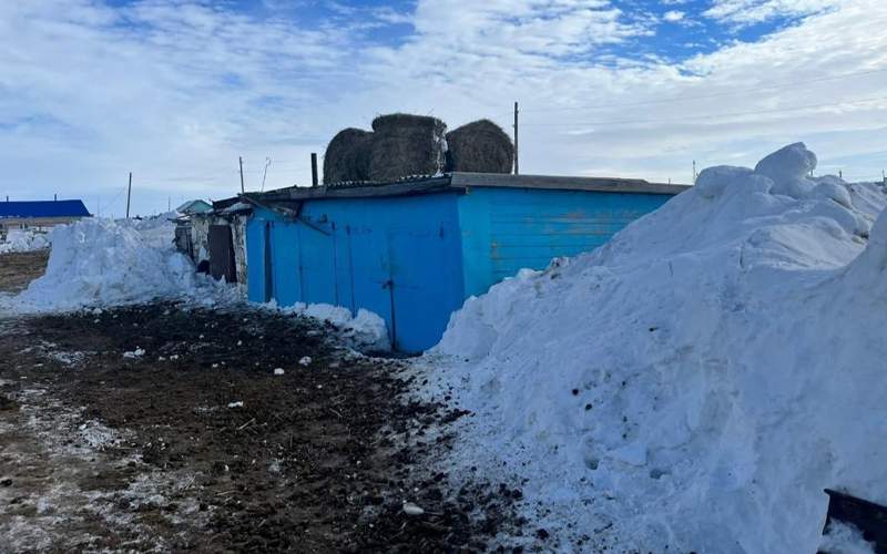 Падеж лошадей в Акмолинской области:  представители МСХ&nbsp;выехали с проверкой