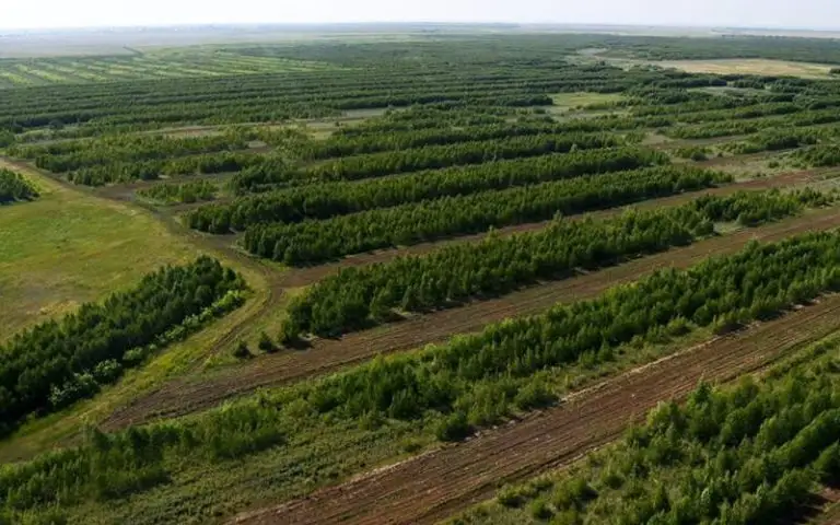 жасыл белдеу