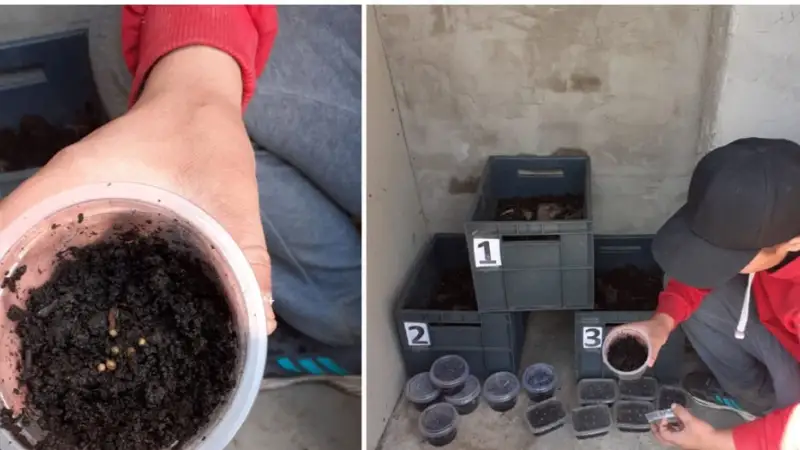 Дождевых червей для переработки отходов КРС выращивает школьник из области Абай