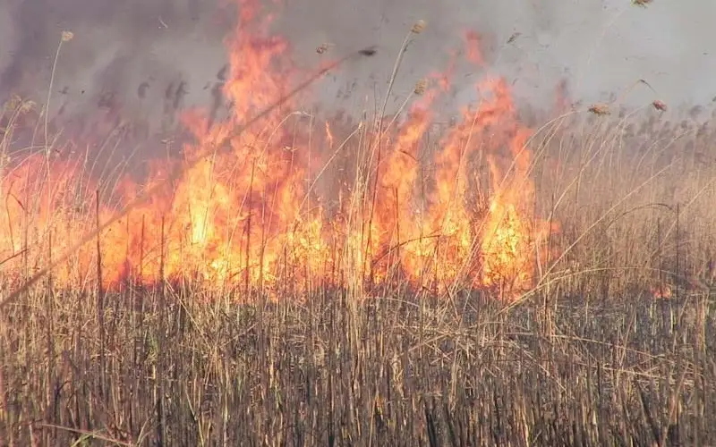 Каспий теңізінің Ресеймен шекарадағы жағалауында 100 гектар қамыс өртенді