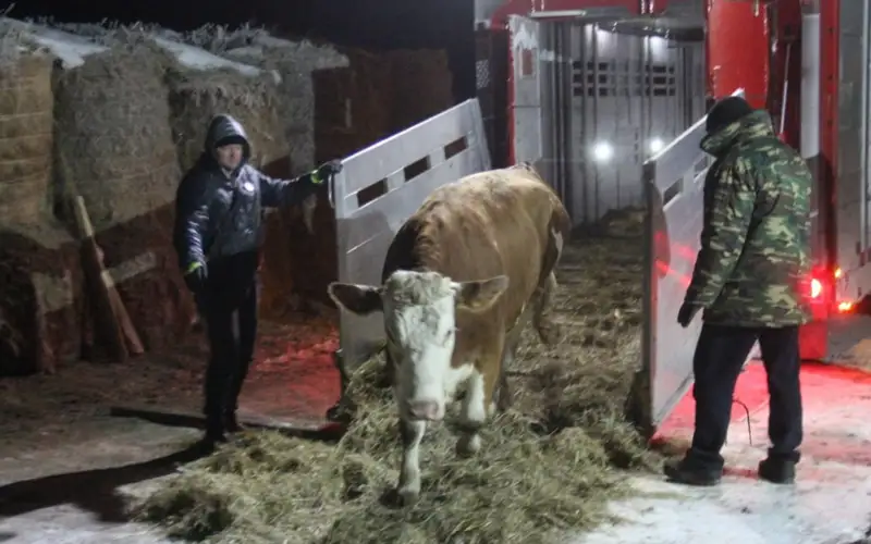 186 голов КРС из Германии привезли в СКО