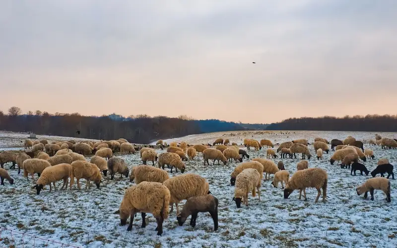 мал шаруашылығы