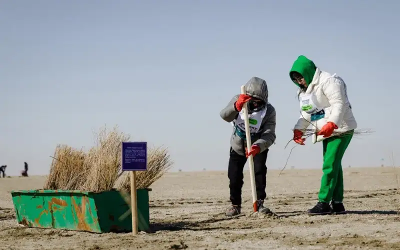 Впервые волонтеры посадили 5100 саженцев саксаула на дне Арала