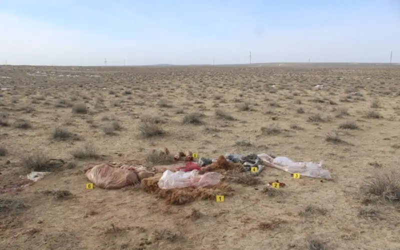 Қызылорда облысы