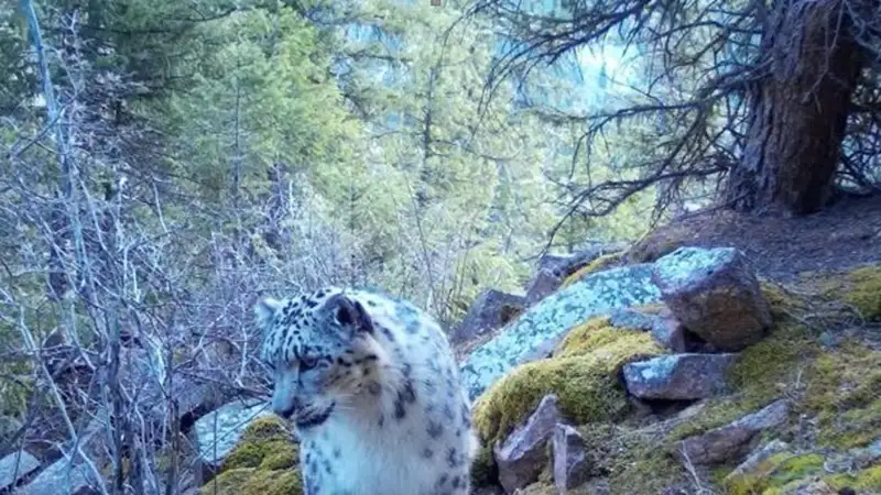 Снежные барсы попали в фотоловушку в Алматинской области