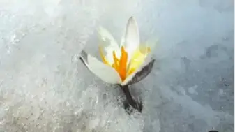 подснежник