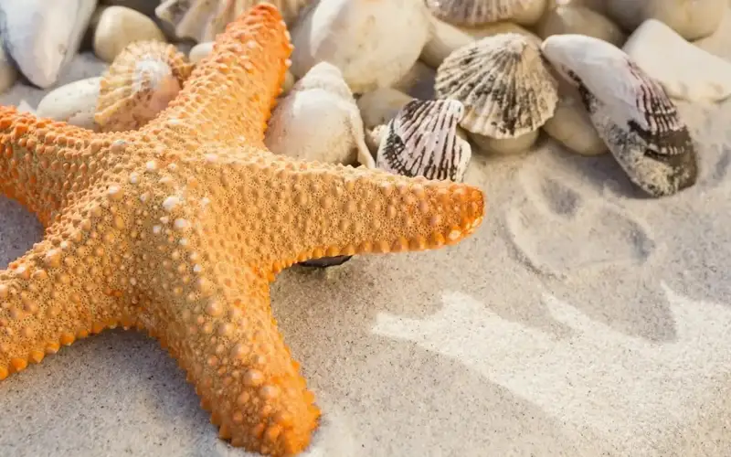 Денгиз юлдузлари