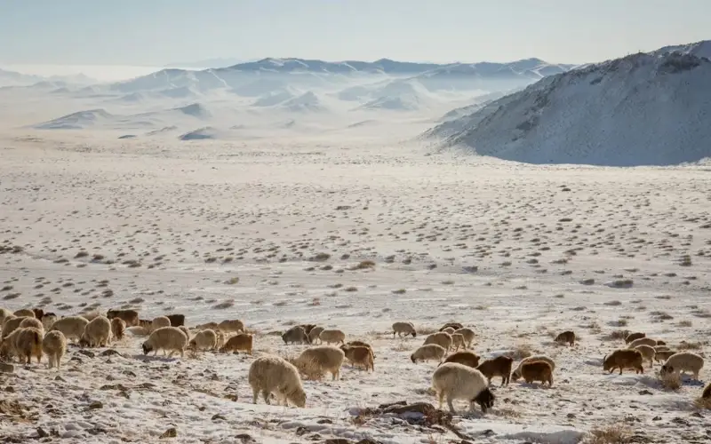 Моңғолияның басым бөлігі ақ жұттан зардап шегіп отыр