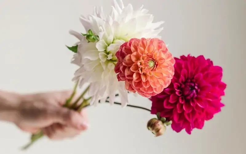 букет цветов