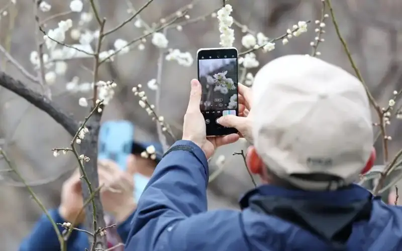 Пекинда ўрик дарахти гуллади