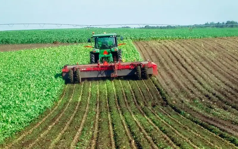 Қанд лавлаги