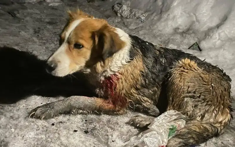 ShQO-da ıesiz ıtke oq atqan adam izdestirilip jatyr