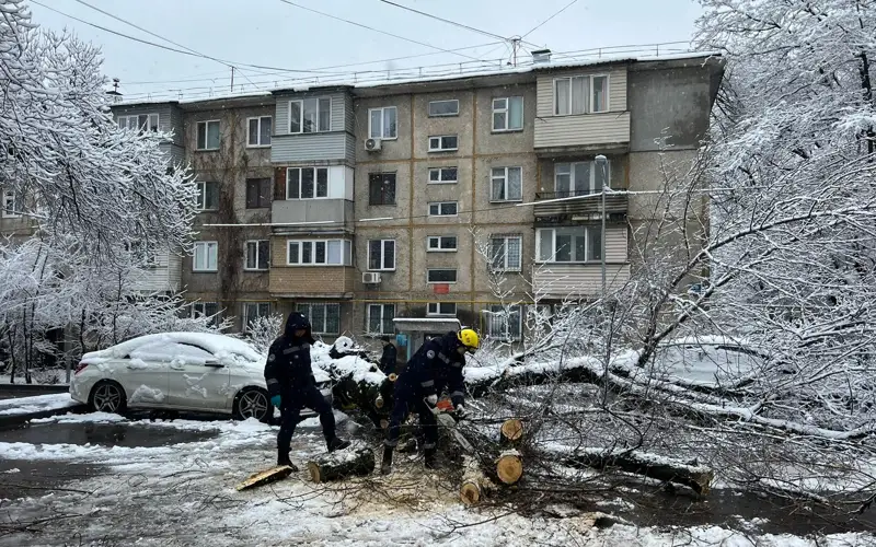 Дерево упало на автомобиль в Алматы