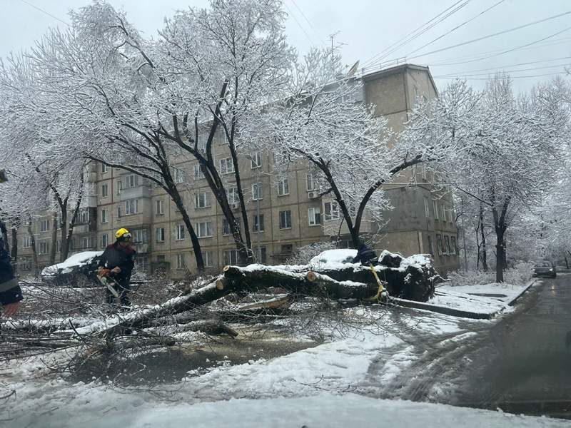Дерево упало на&nbsp;автомобиль в&nbsp;Алматы