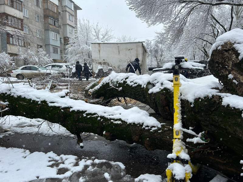 Дерево упало на&nbsp;автомобиль в&nbsp;Алматы