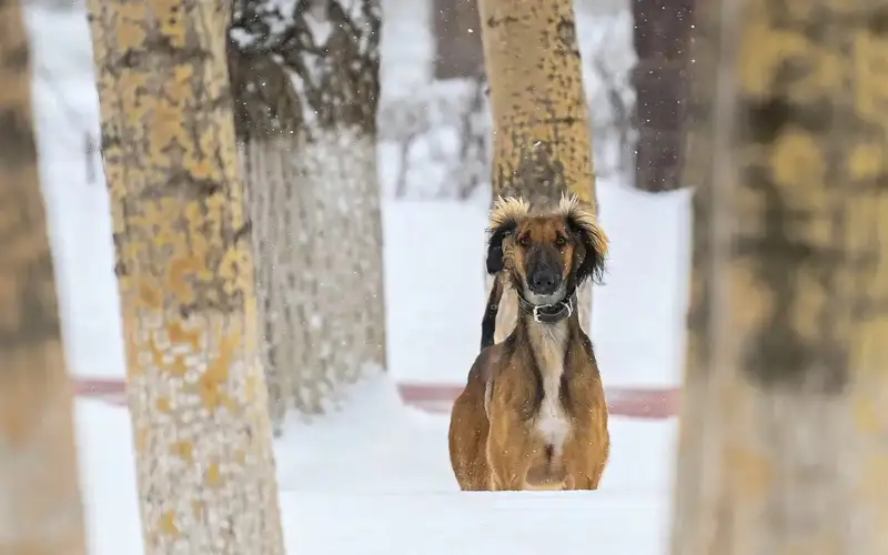 How many purebred Tazy dogs does Kazakh President own?