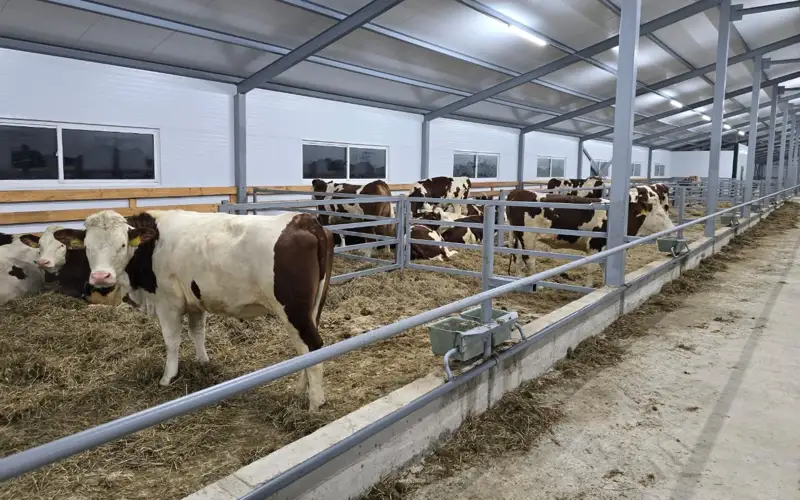 Скот из Европы привозят фермеры СКО