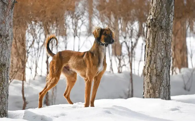 Almaty region to build pet food plant