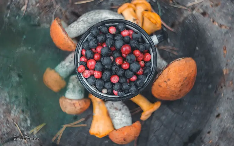 ягоды грибы