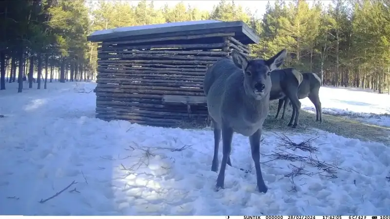 В природном парке «Бурабай» проводится учет диких животных