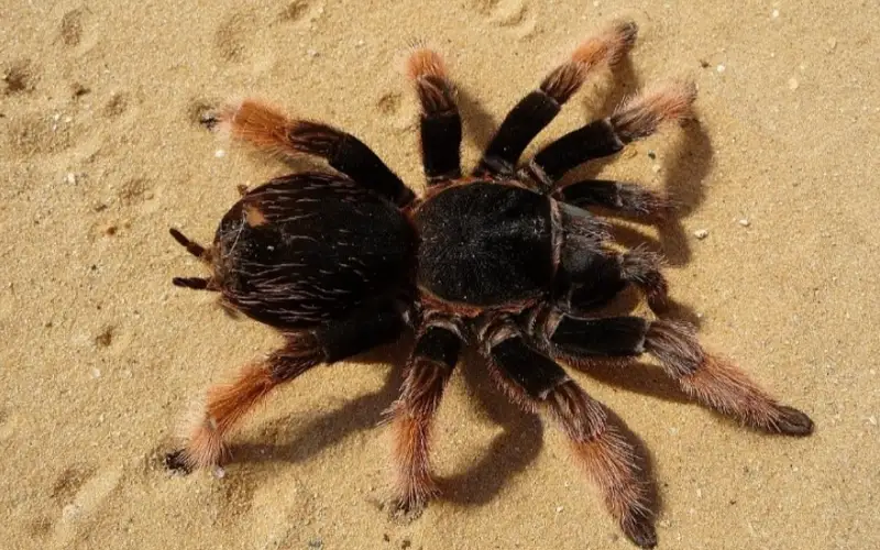 عالىمبەك ەلۋباي. «ءبۇيى قاپتاعان جاز» - اڭگىمە 