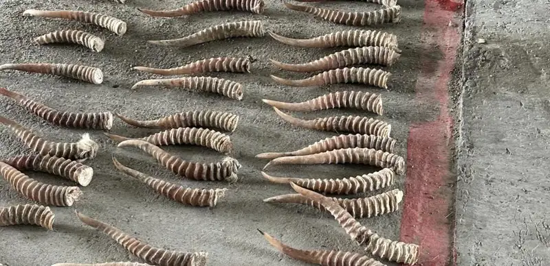 Ақбөкен мүйізі