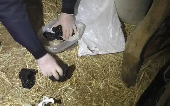 Крупную партию марихуаны и гашиша изъяли у жителя Шу