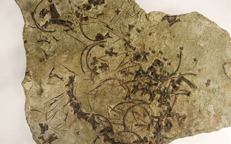 Останки древнейшей морской рептилии нашли в Германии 