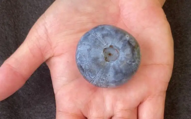 Самую большую в мире голубику вырастили в Австралии 