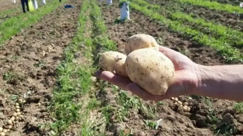 310 млн тенге субсидий на закуп элитных семян картофеля похитили в Жамбылской области