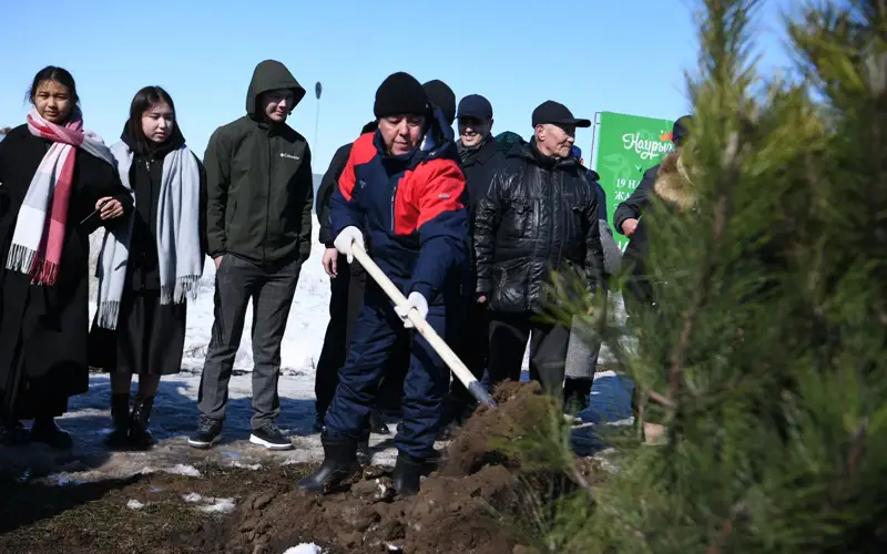 70 елей посадили жители Уральска на праздник