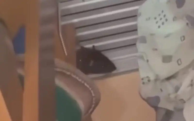 Крысы в детском саду