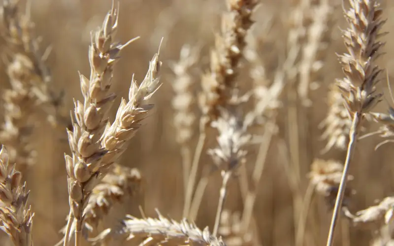 Павлодарским фермерам выплатили прошлогодние долги на 2,3 миллиарда тенге