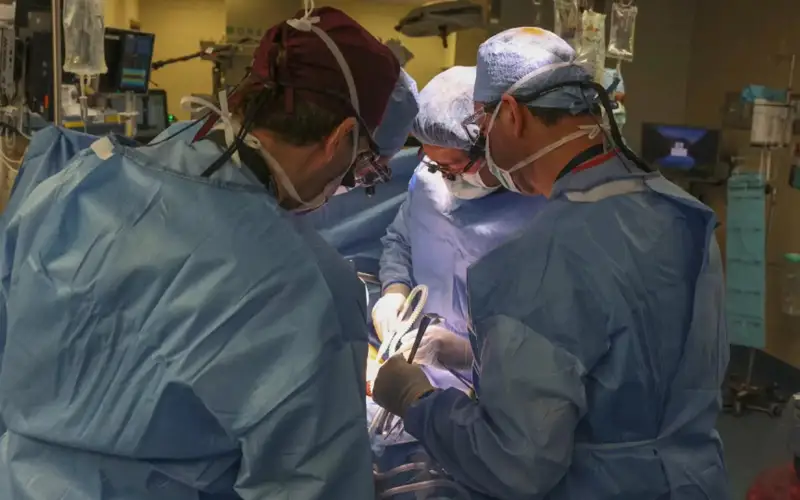 Первую успешную операцию по пересадке свиной почки человеку провели в США