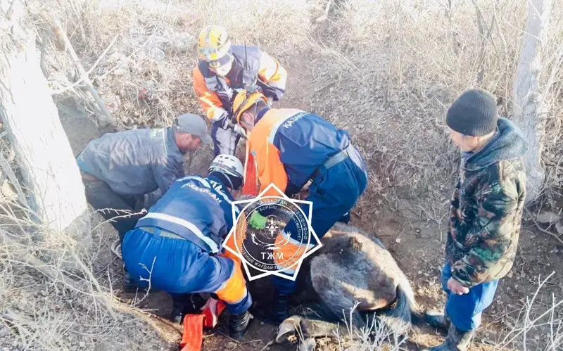 құтқарушылар