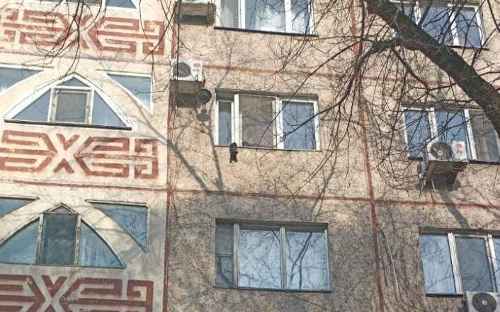 кот на окне кот на окне