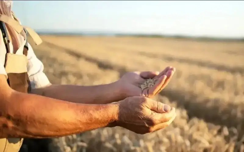 crops