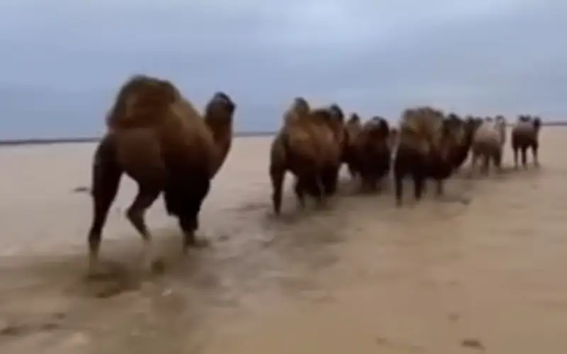 верблюды, паводок